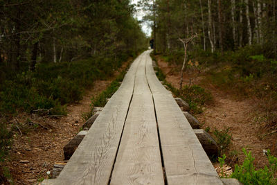 Boardwalk amidst trees in forest