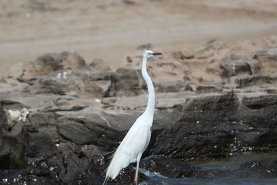 View of a bird on rock