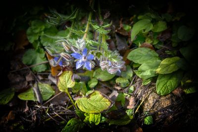 Close-up of purple flowers blooming outdoors