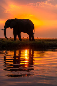 Silhouette elephant standing in lake against orange sky