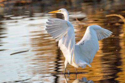 White heron flying over lake