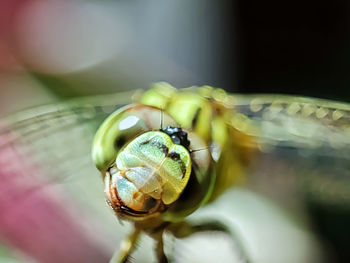 Close-up of insect on leaf