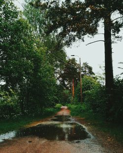 Road amidst trees in forest against sky