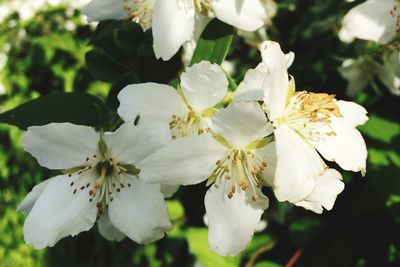 Close-up of white flowers blooming on tree