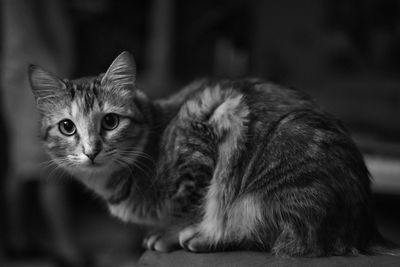 Close-up portrait of cat