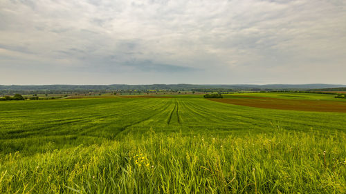 Scenic view of agricultural field against sky