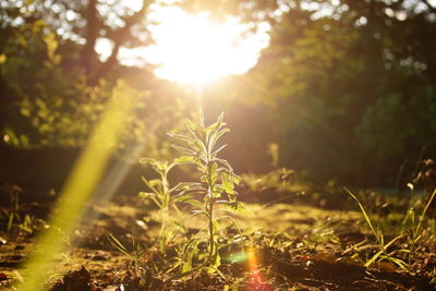 Sunlight streaming through plants on field