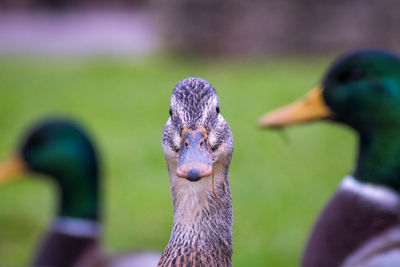 Close-up of a bird