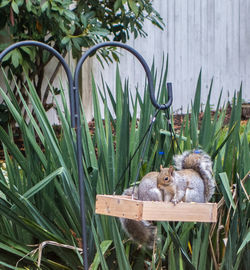 Squirrels in box hanging at field