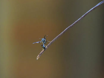 Close-up of damselfly on leaf