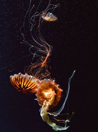 Close-up of jellyfish swimming in sea