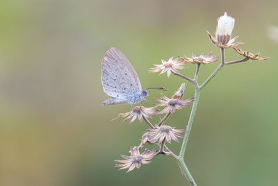 Close-up of butterfly pollinating on purple flower