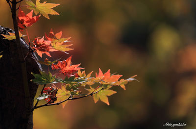 Close-up of leaves against blurred background