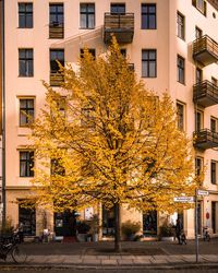 Close-up of tree in city