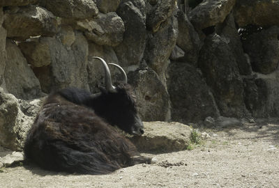 View of an animal relaxing on rock