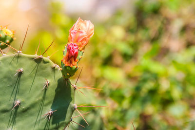 Close-up of red flowering plant