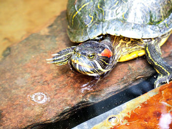 High angle view of tortoise in water