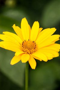 Close-up of yellow flower blooming outdoors