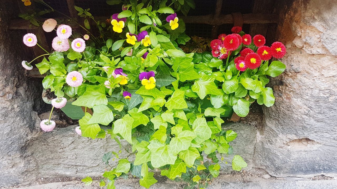 HIGH ANGLE VIEW OF FLOWERING PLANTS