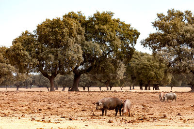 Horses in a field