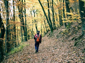 Rear view of man walking in forest
