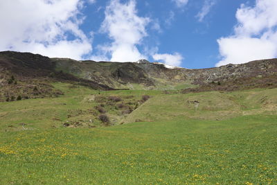 Scenic view of field against sky