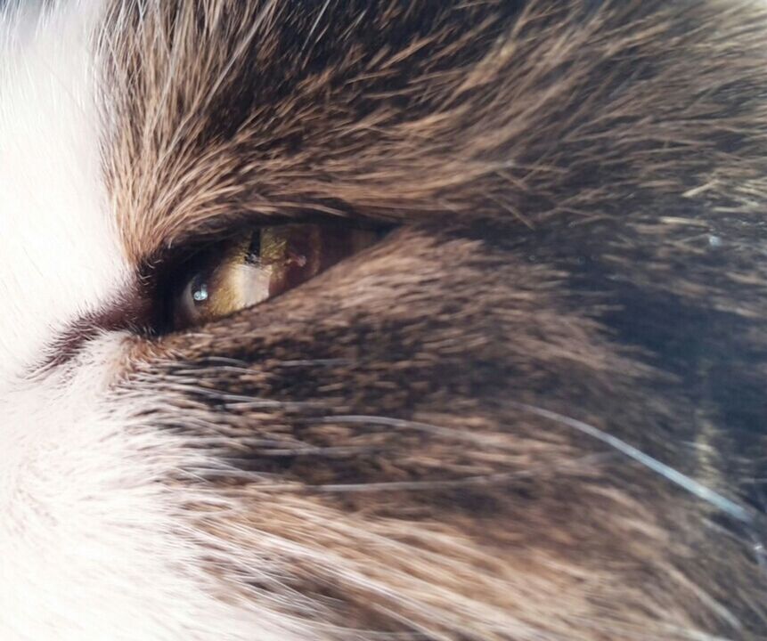 The Eye of the cat