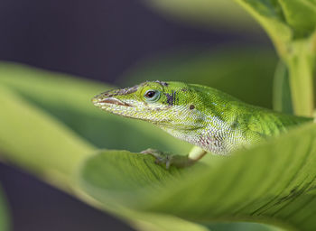 Close-up of a lizard