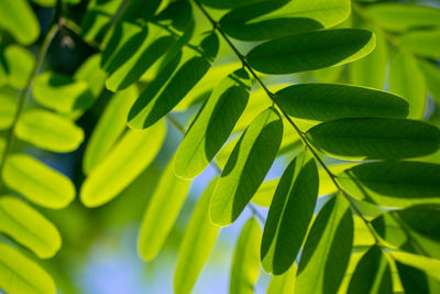 Close-up of green leaves