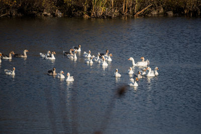 Ducks swimming in lake