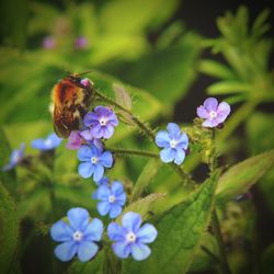 Close-up of bee pollinating on purple flowers