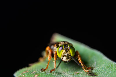 Close-up of insect over black background