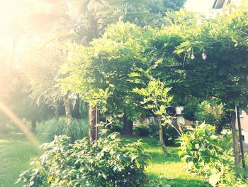 Scenic view of trees in garden