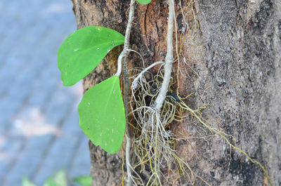 High angle view of plant growing on tree trunk