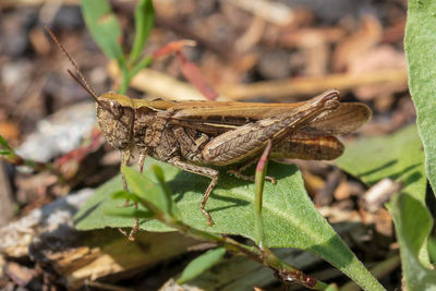 Close-up of insect on leaves