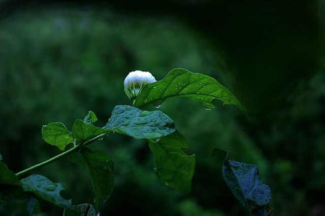 CLOSE-UP OF FLOWER PLANT