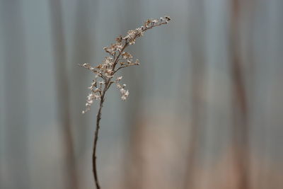 Close-up of wilted plant