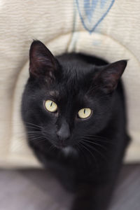 Close-up portrait of black cat