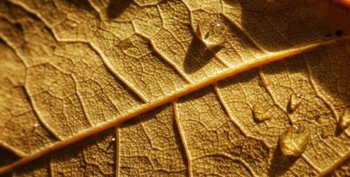 Close-up of leaf