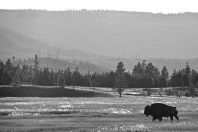 Cows grazing on field against sky