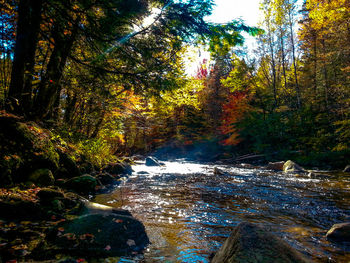 River flowing through forest