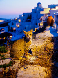 Cat and traditional white cave house on santorini island. santorini, cyclades, greece. night view 