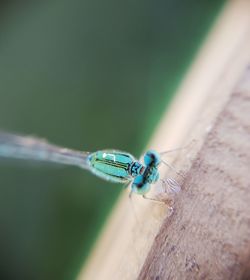 Close-up of damselfly on leaf