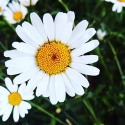 Close-up of white daisy flower