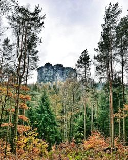 Trees in forest against sky