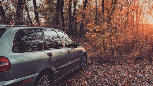 Car on road amidst trees during autumn