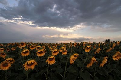 Scenic view of sunflower field against sky during sunset