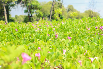Close-up of flowering plants on field