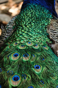 Close-up of peacock