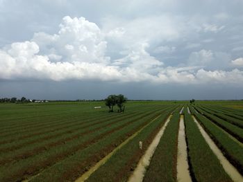 Scenic view of agricultural field against sky